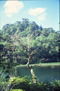 0210 NP Huerquhue.jpg